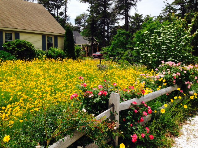 Wild garden in Eastham, Mass. (June, 2015)