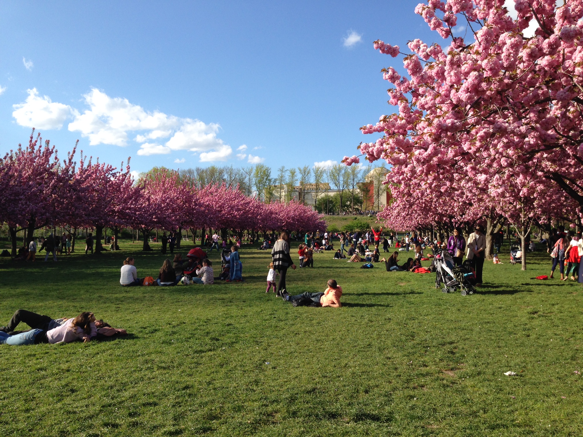 Brooklyn Botanic Gardens (Spring 2015)